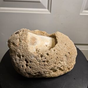 Natural Fossilized Mullosk Shell Possibly A Prehistoric Snail